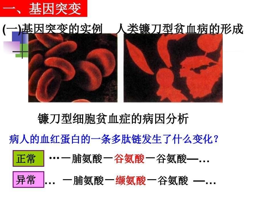 基因突变染色体变异复习课件_第5页