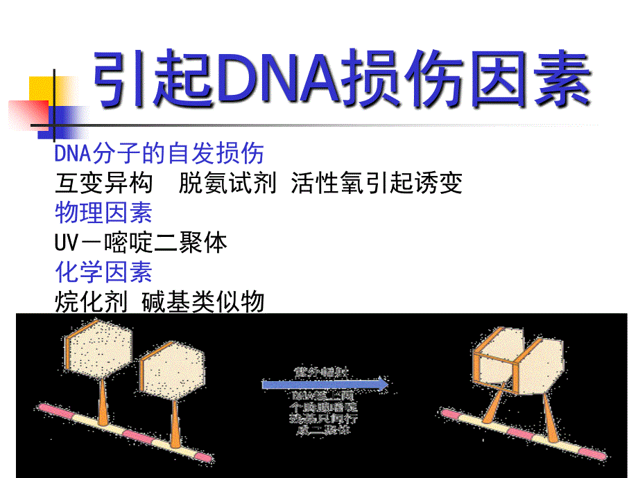 DNA的损伤修复PPT文档资料_第2页