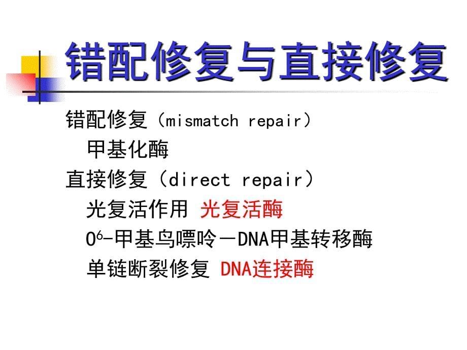 DNA的损伤修复PPT文档资料_第5页