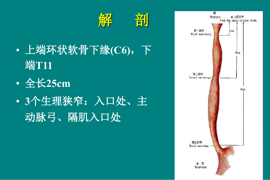 《食管癌放疗讲座》PPT课件_第4页