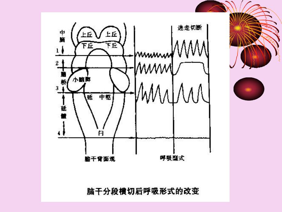 人体生理学07呼吸2ppt课件_第4页