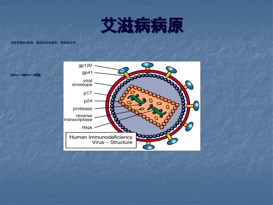 艾滋病诊断及治疗PPT课件_第2页