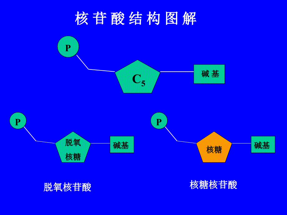 遗传的物质基础_第2页