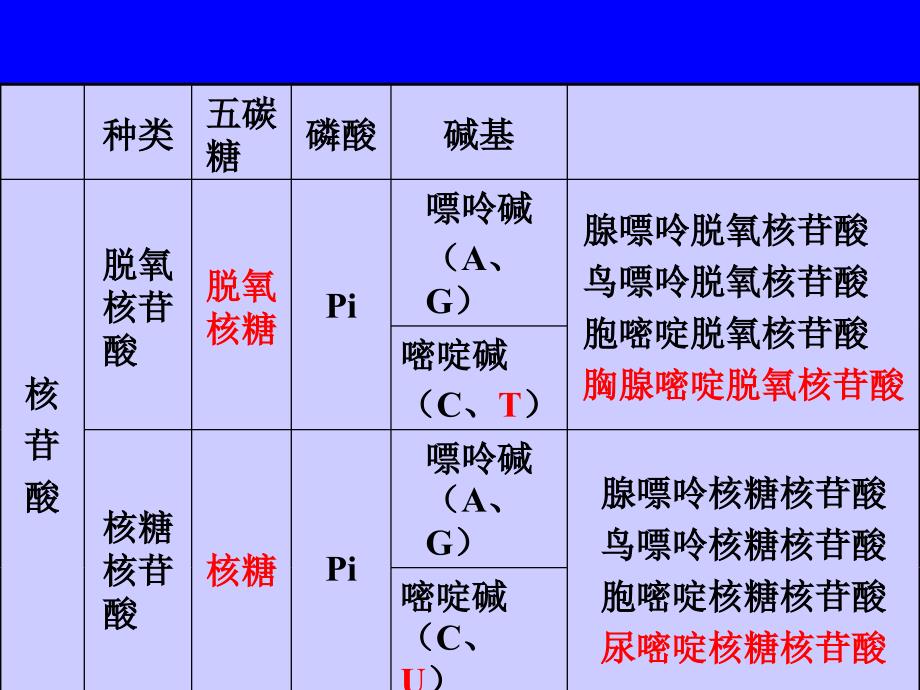 遗传的物质基础_第3页