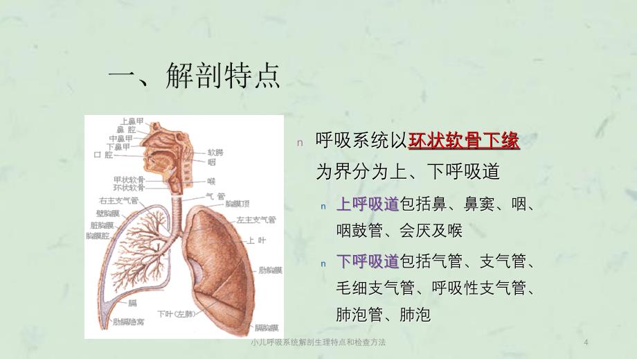 小儿呼吸系统解剖生理特点和检查方法课件_第4页