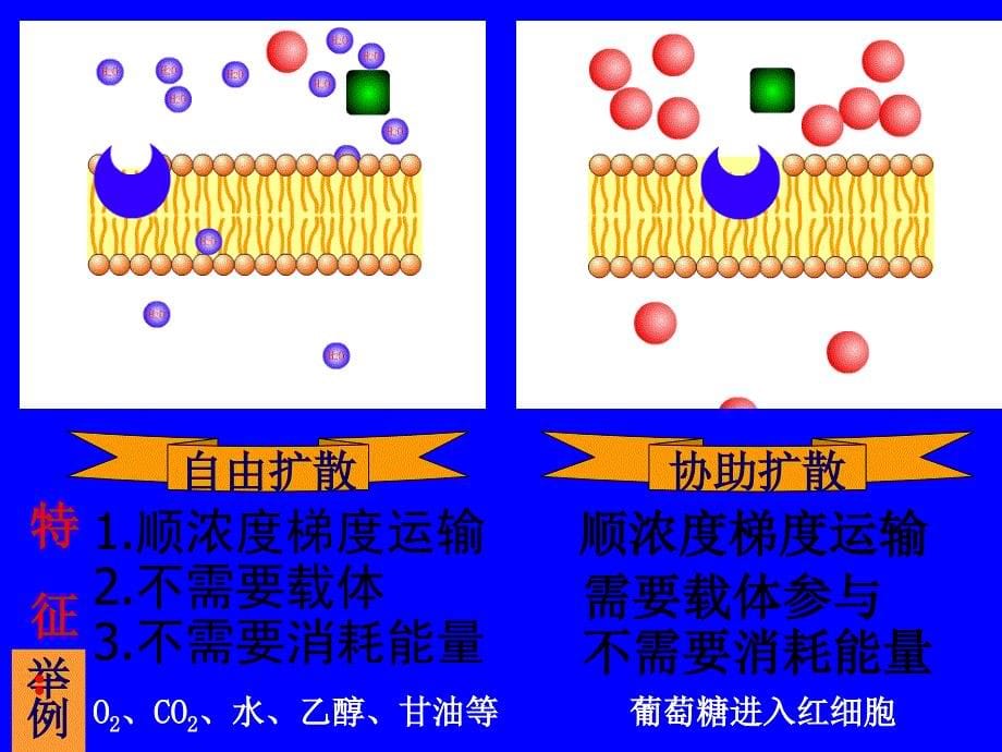 第3节物质跨膜运输的方式_第5页