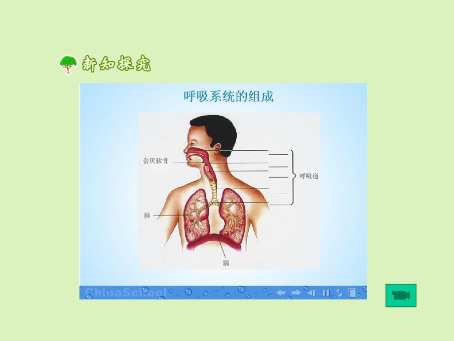 呼吸道对空气的处理PPT优秀课件12人教版_第4页