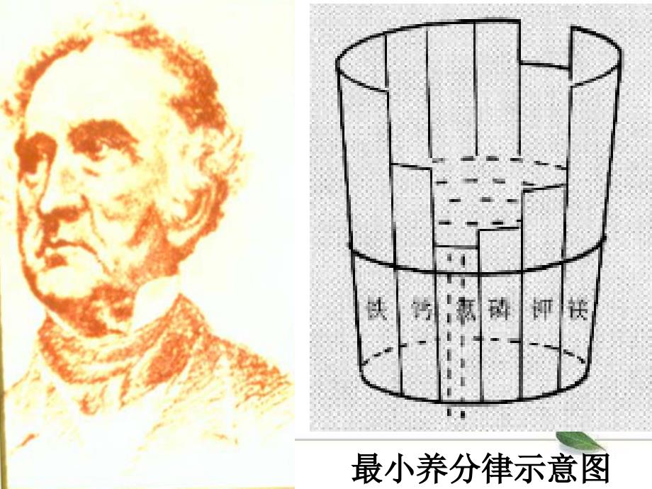 植物大量元素缺素症状课件_第4页