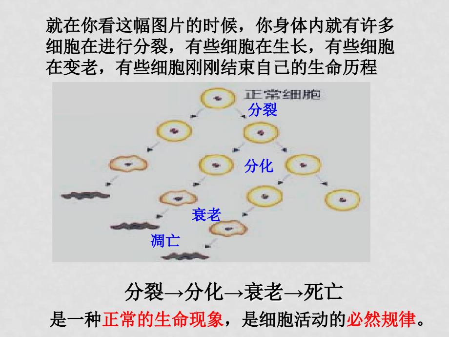 高中生物细胞衰老和凋亡课件人教版必修一_第2页