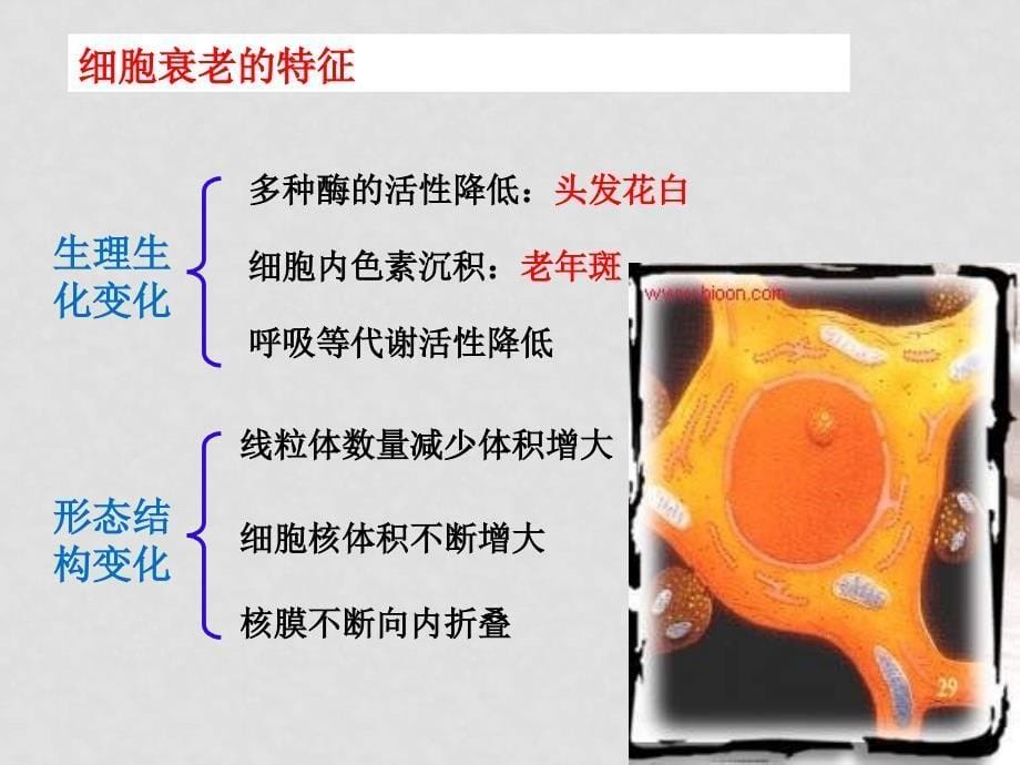 高中生物细胞衰老和凋亡课件人教版必修一_第5页