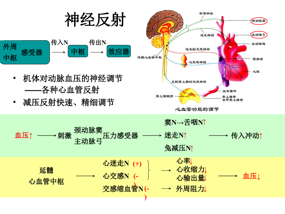 实验5动脉血压的调节和影响因素_第4页