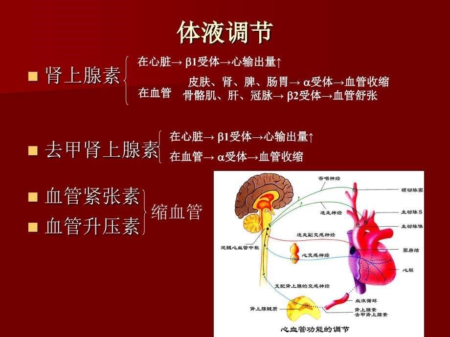 实验5动脉血压的调节和影响因素_第5页