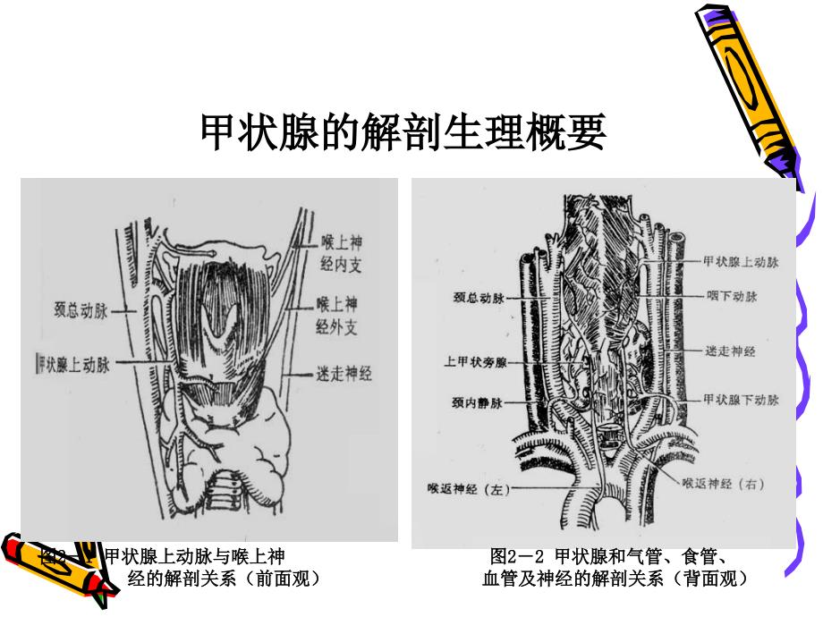 甲状腺疾病病人的护理_第3页