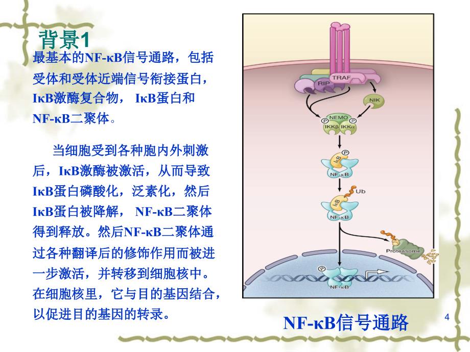 NFKB信号通路综述课堂PPT_第4页