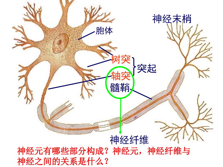 生物必修三课件_第3页