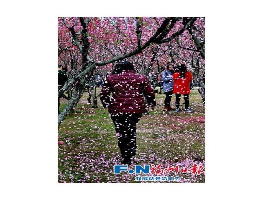 游客为拍桃花雨拼命摇树课件_第5页