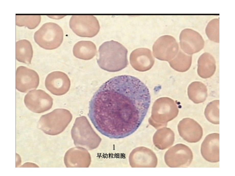 血液学细胞形态学复习附图片_第2页