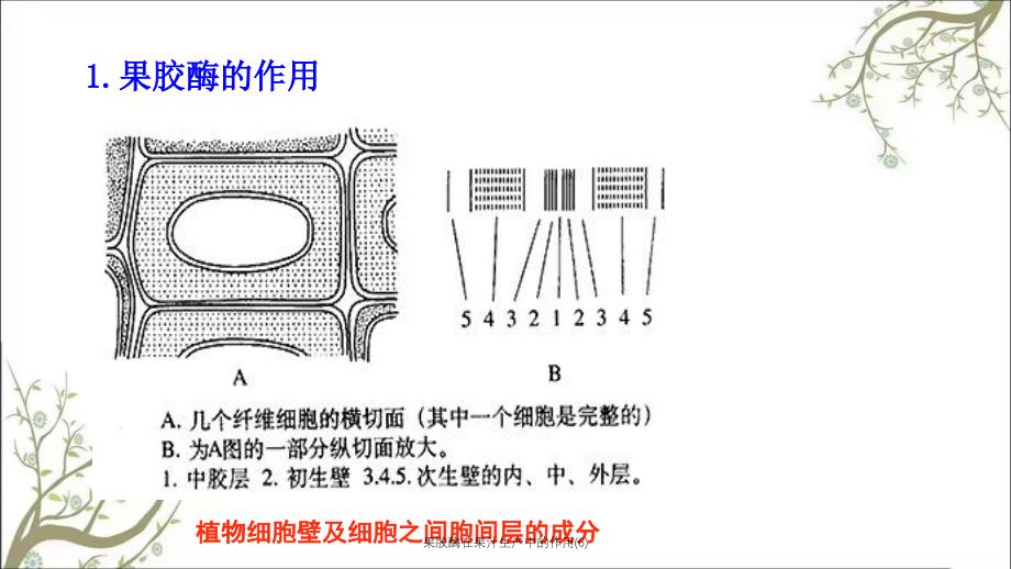 果胶酶在果汁生产中的作用6课件_第4页