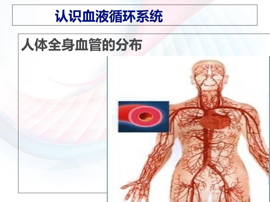 冀教版六年级科学下册循环与运输1_第4页