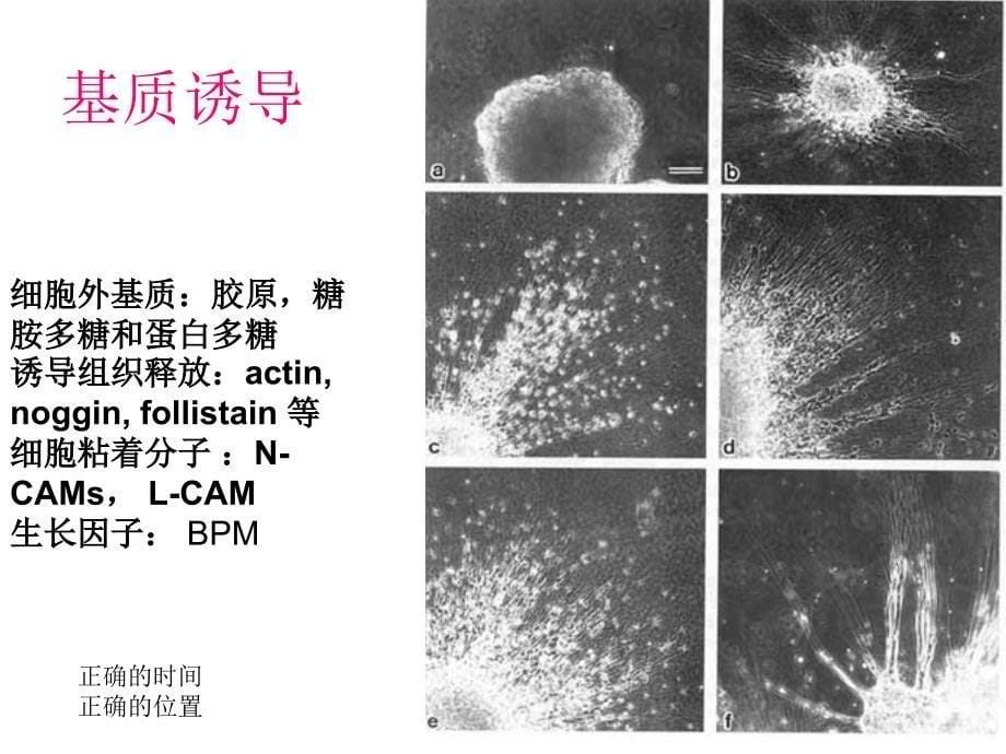 神经解剖学研究方法与神经发育_第5页