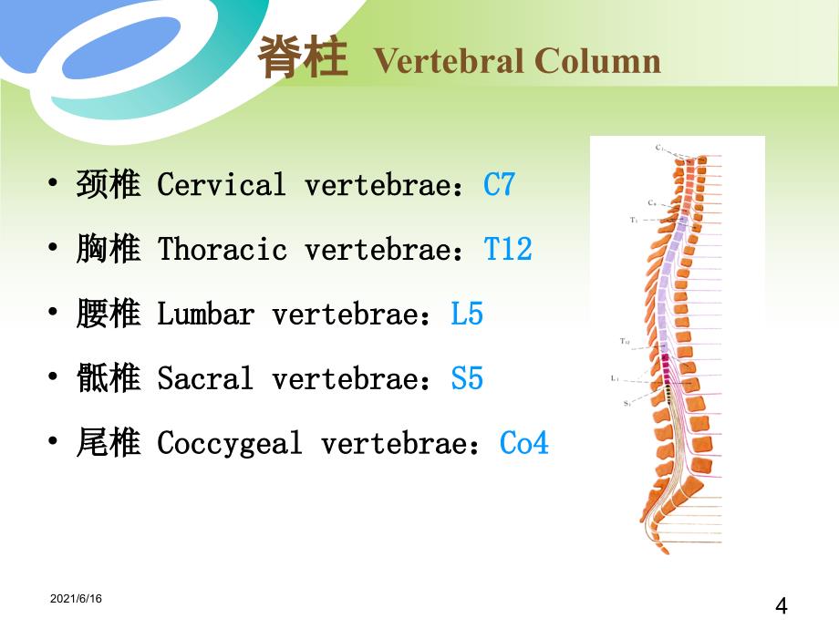 脊柱与四肢检查课件_第4页
