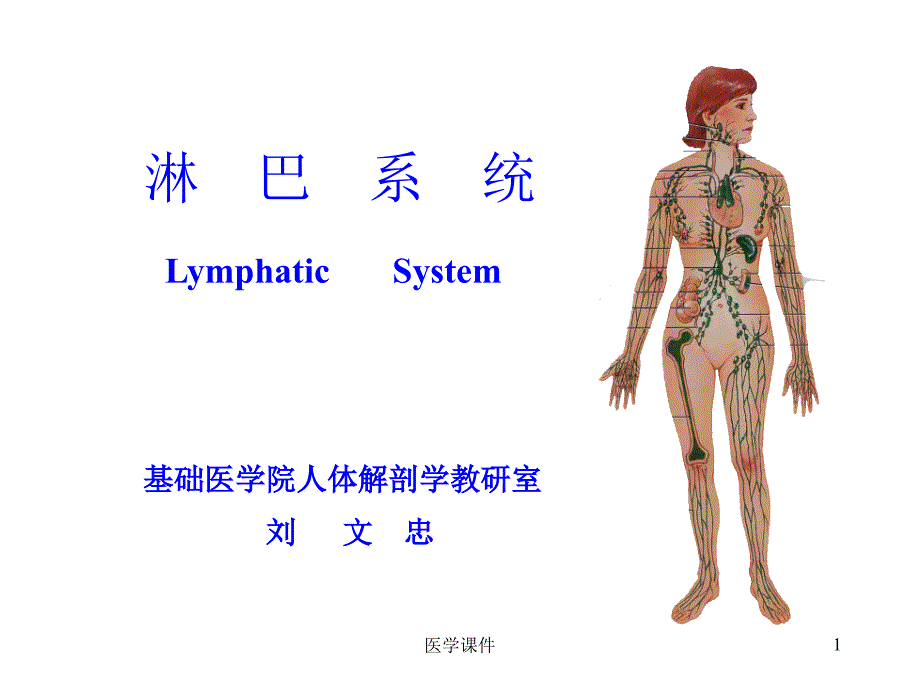 人体解剖学课件淋巴系统PPT课件_第1页