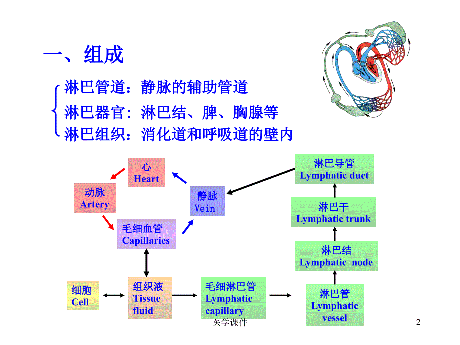 人体解剖学课件淋巴系统PPT课件_第2页