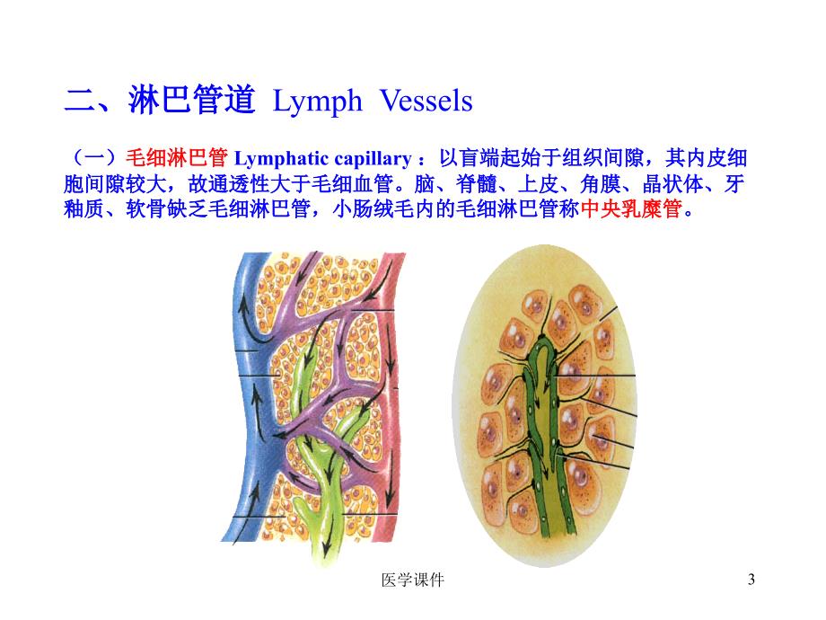 人体解剖学课件淋巴系统PPT课件_第3页