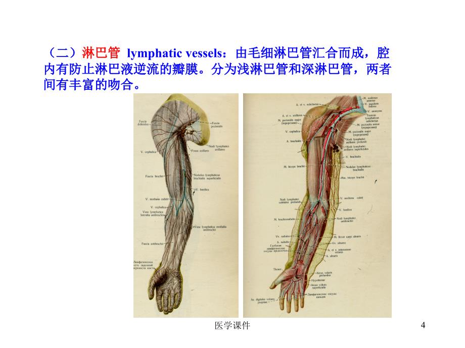 人体解剖学课件淋巴系统PPT课件_第4页