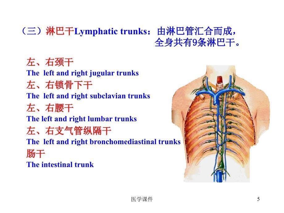 人体解剖学课件淋巴系统PPT课件_第5页