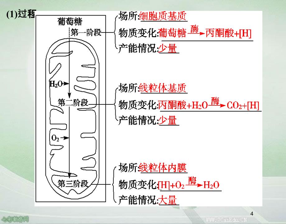 生物必修苏教细胞呼吸.ppt_第4页