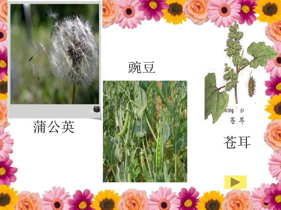 3植物妈妈有办法第一课时_第5页