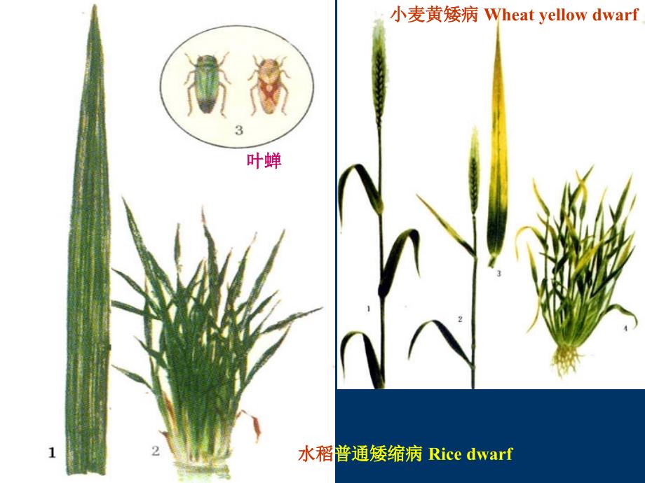 课件：《植物病毒》PPT课件.ppt_第2页