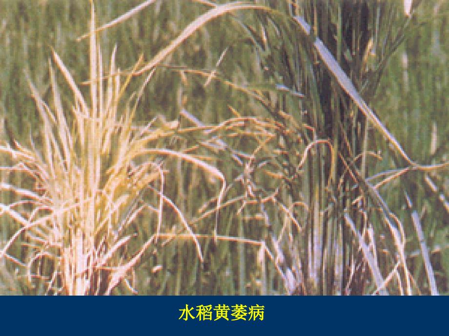 课件：《植物病毒》PPT课件.ppt_第3页