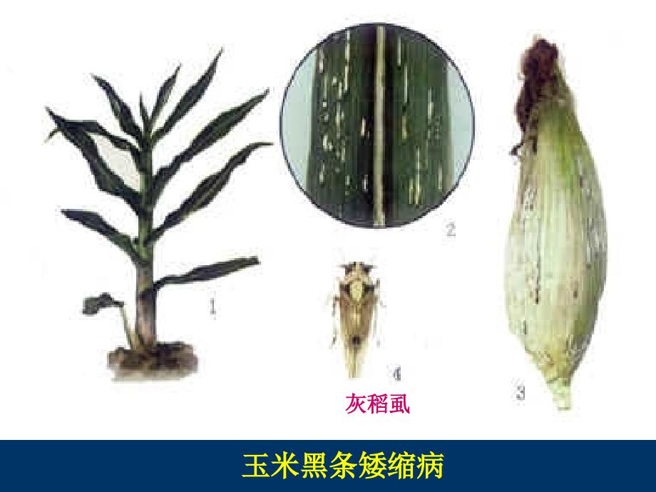 课件：《植物病毒》PPT课件.ppt_第4页