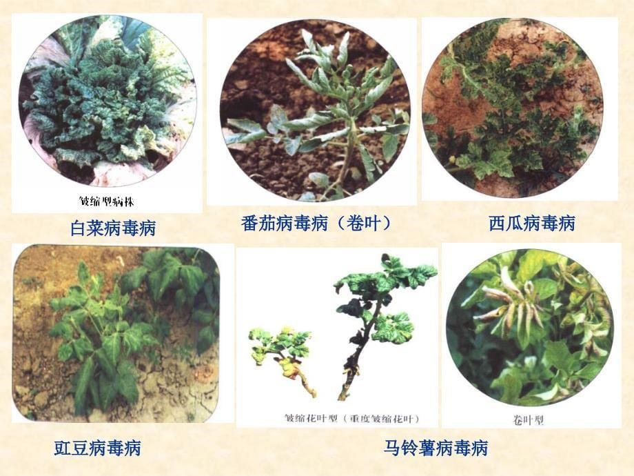 课件：《植物病毒》PPT课件.ppt_第5页