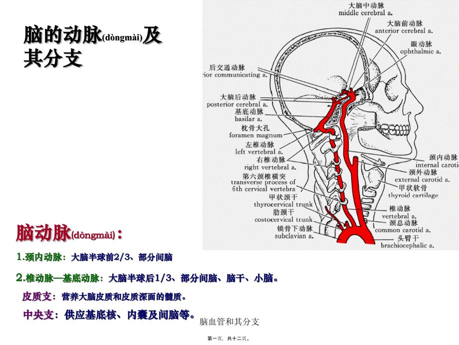 脑血管和其分支课件_第1页