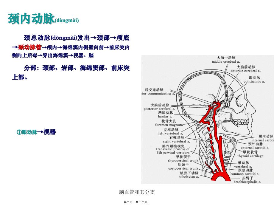 脑血管和其分支课件_第2页