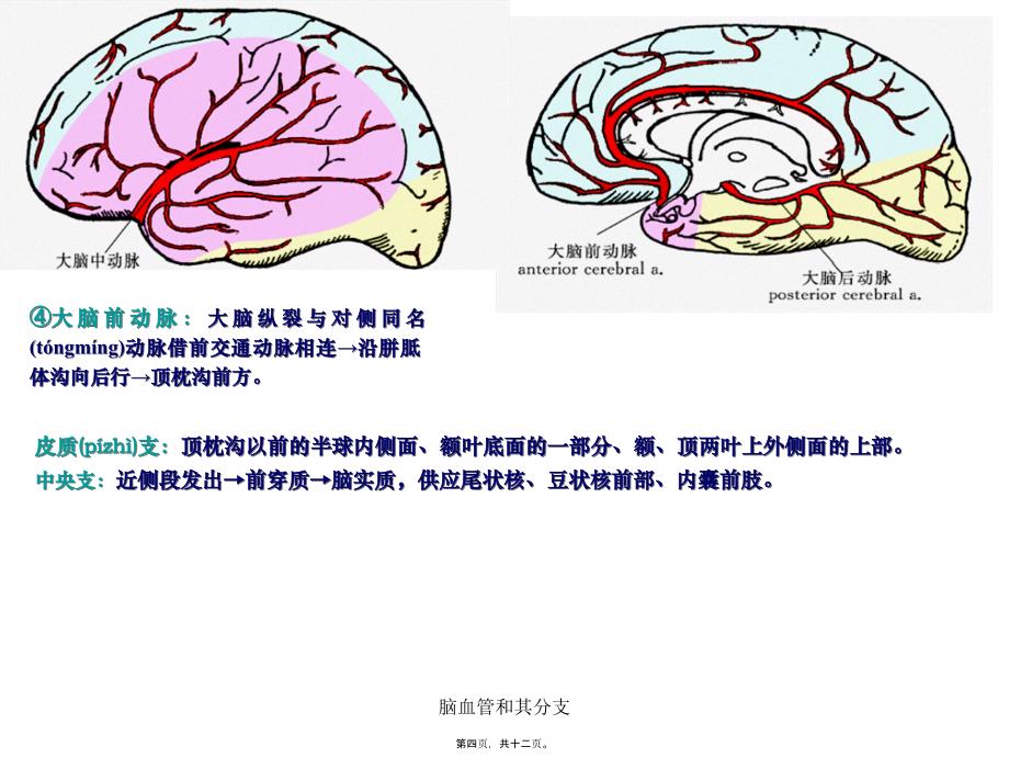 脑血管和其分支课件_第4页