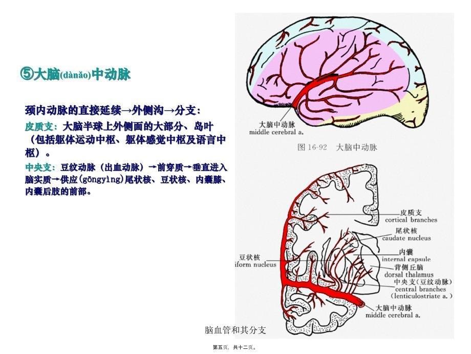 脑血管和其分支课件_第5页