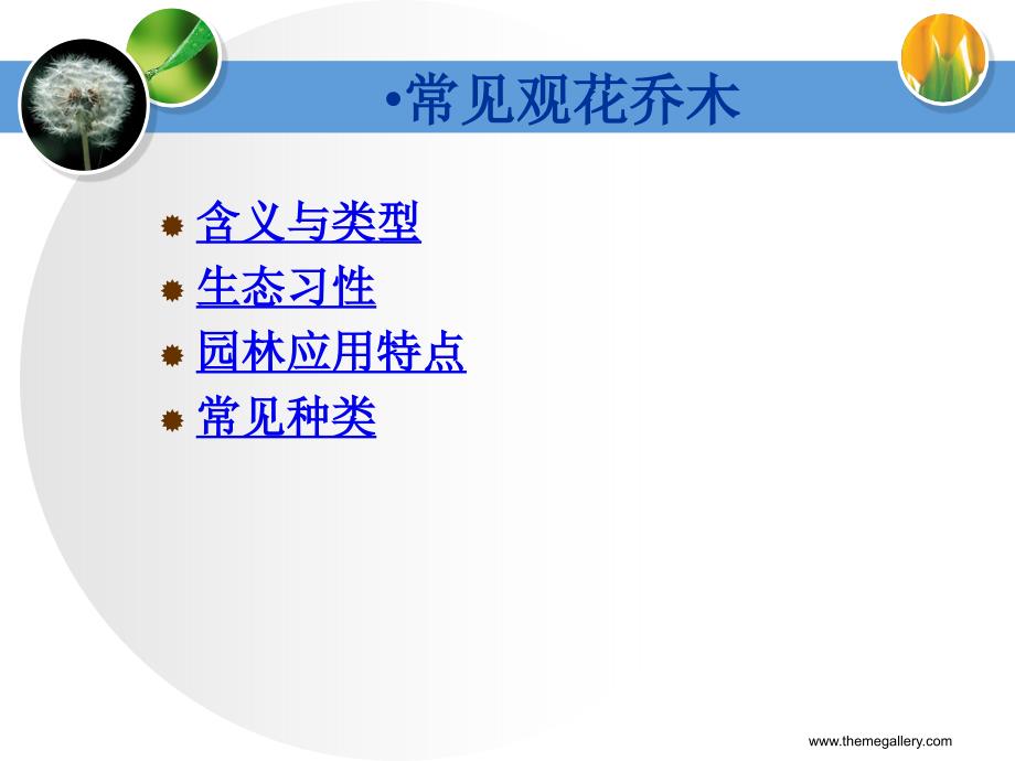 常见观花乔木课件.ppt_第2页