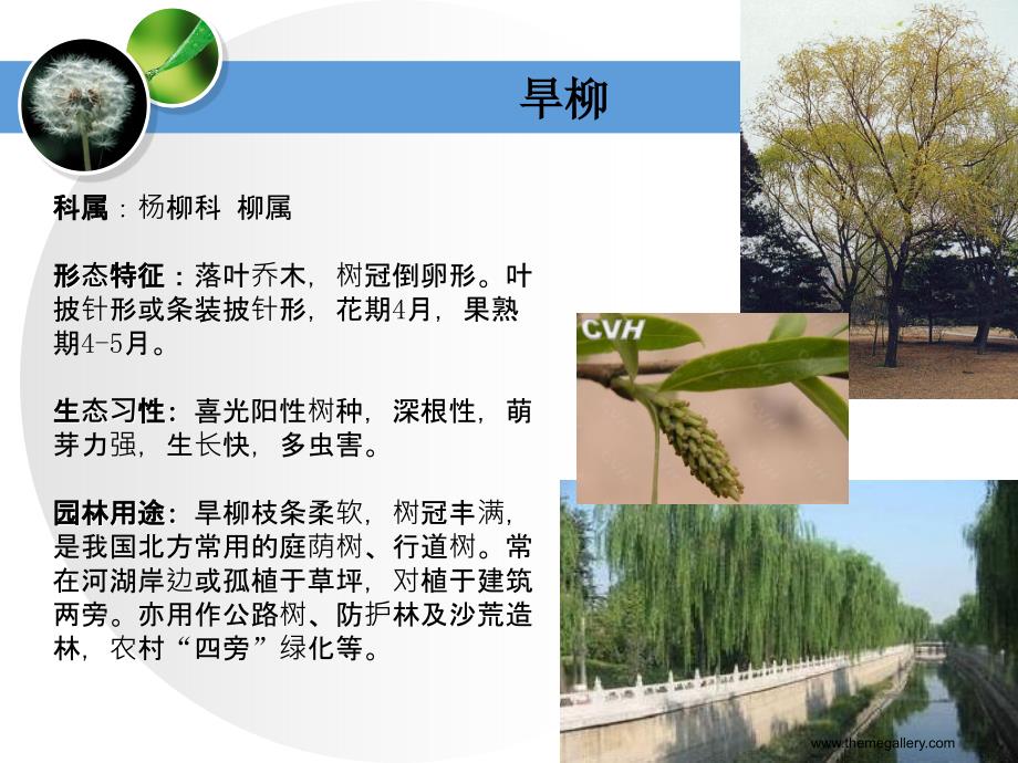 常见观花乔木课件.ppt_第3页