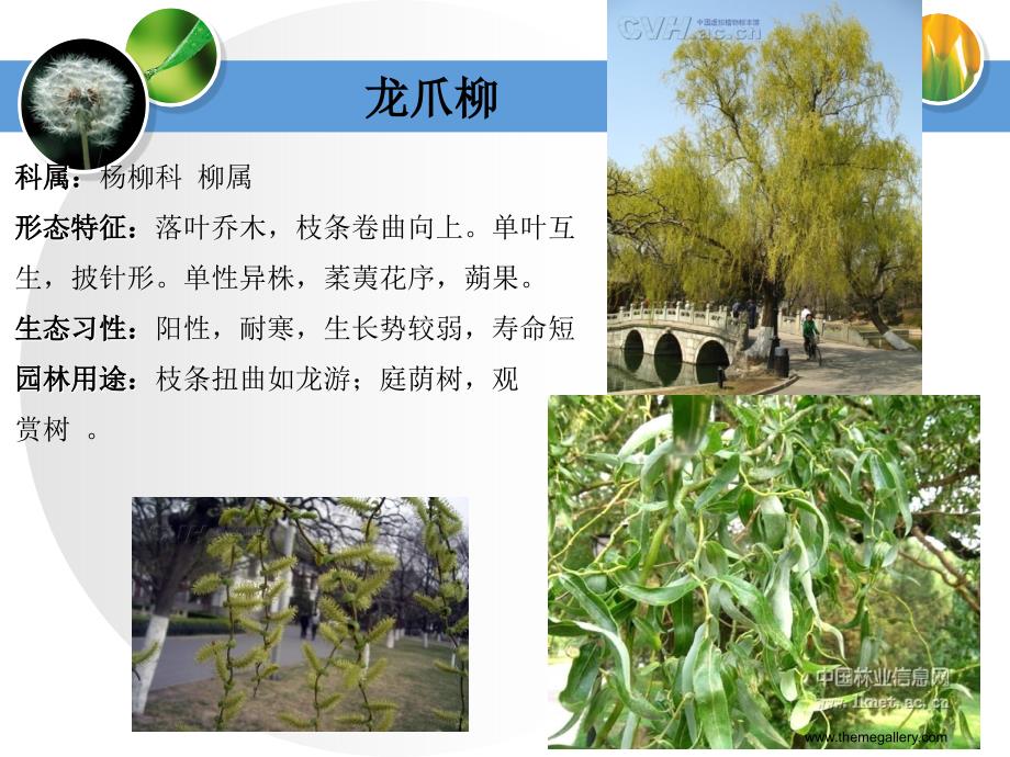 常见观花乔木课件.ppt_第4页