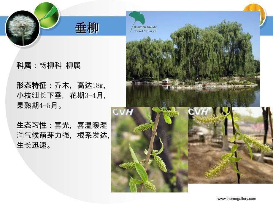 常见观花乔木课件.ppt_第5页