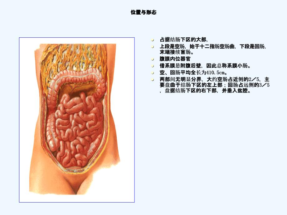 解剖学课件小肠结肠_第2页