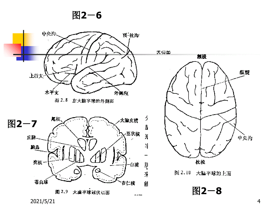 大脑的结构和功能_第4页