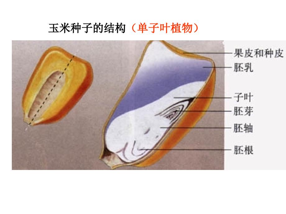 一、被子植物的个体发育_第4页