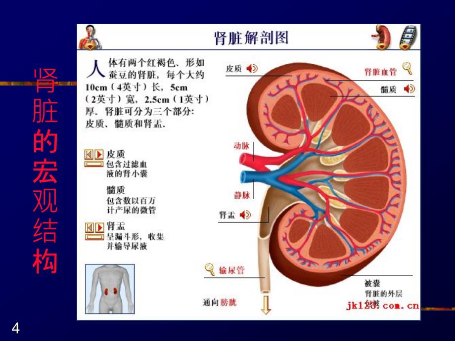 小儿血尿的鉴别诊断PPT课件_第4页