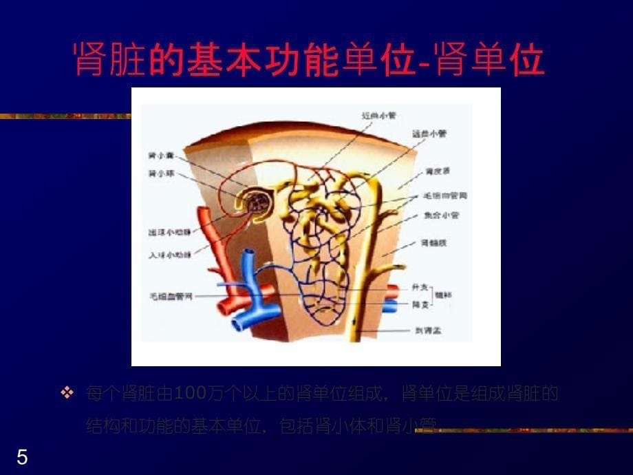 小儿血尿的鉴别诊断PPT课件_第5页