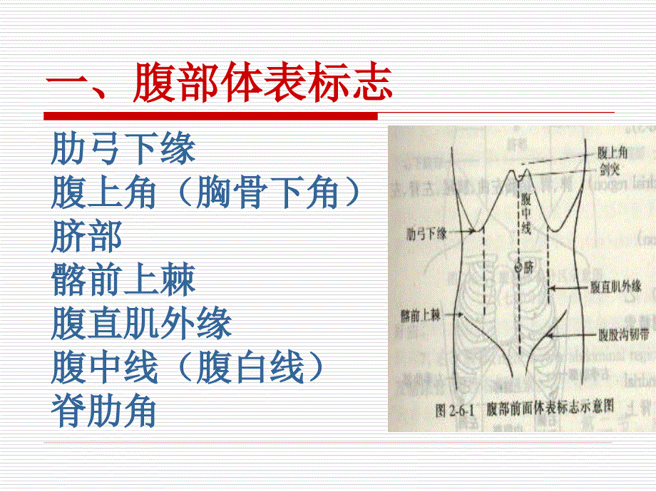 《健康评估腹部检查》PPT课件_第4页